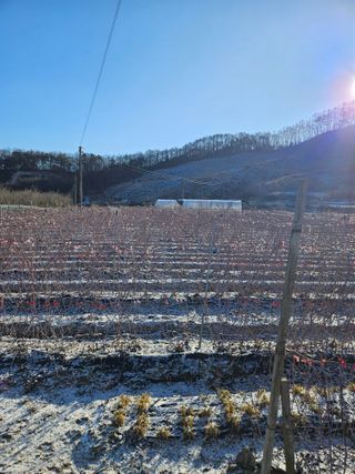 류대균님의 기타작물 · 영농일지 작성글 사진