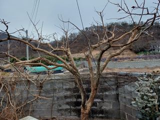 최정윤님의 딸기 · 영농일지 작성글 사진