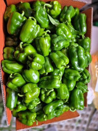 늘햇살팜 님의 기타작물 · 영농일지 작성글 사진