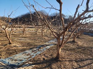 대운농원님의 기타작물 · 영농일지 작성글 사진