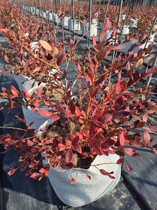 박영희님의 블루베리 · 영농일지 작성글 사진