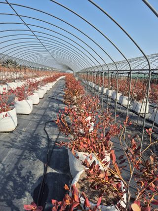 박영희님의 블루베리 · 영농일지 작성글 사진