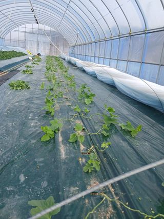 조영임님의 기타작물 · 영농일지 작성글 사진