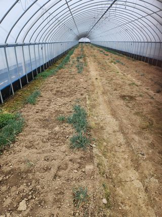 김저팔계님의 파 · 영농일지 작성글 사진