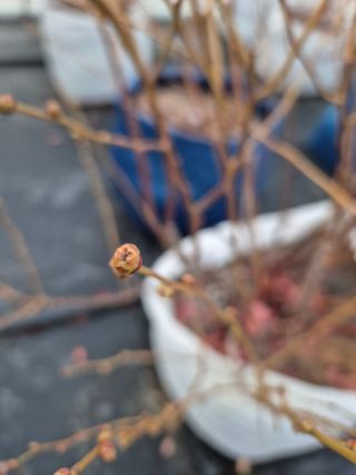 박영희님의 블루베리 · 영농일지 작성글 사진