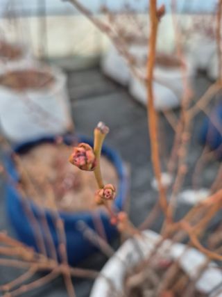 박영희님의 블루베리 · 영농일지 작성글 사진