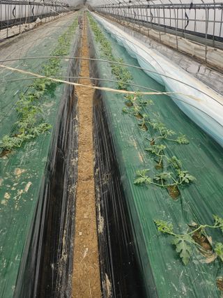 김동식님의 기타작물 · 영농일지 작성글 사진