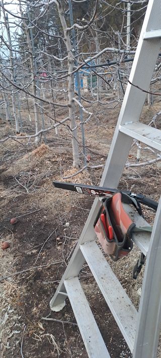 능금아저씨님의 사과 · 영농일지 작성글 사진