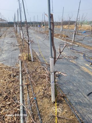 조상연님의 기타작물 · 영농일지 작성글 사진