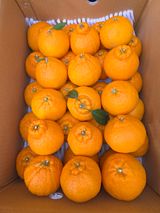 산방자연농원님의 작성글 사진