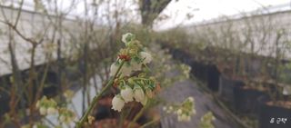 류근택님의 블루베리 · 영농일지 작성글 사진