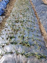 팜모닝 마늘·영농일지 게시글 이미지