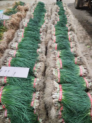 김저팔계님의 파 · 영농일지 작성글 사진