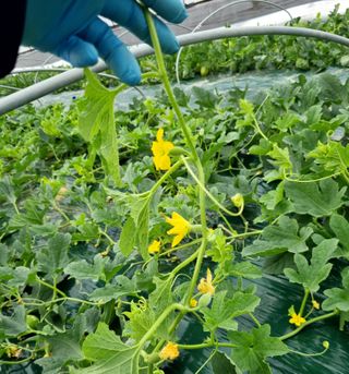 오드리님의 기타작물 · 영농일지 작성글 사진