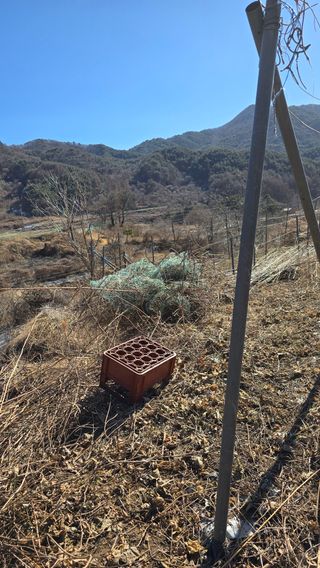 달빛소년(김광순)님의 기타작물 · 영농일지 작성글 사진