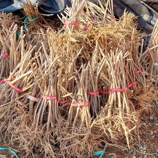 이순기님의 두릅 · 영농일지 작성글 사진