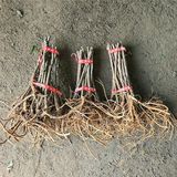 팜모닝 두릅·영농일지 게시글 이미지