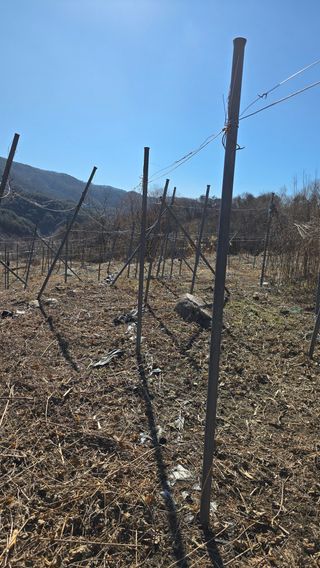 달빛소년(김광순)님의 기타작물 · 영농일지 작성글 사진