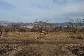 철남 김희곤님의 복숭아 · 영농일지 작성글 사진