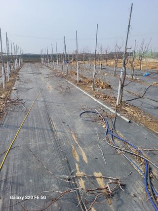 조상연님의 기타작물 · 영농일지 작성글 사진