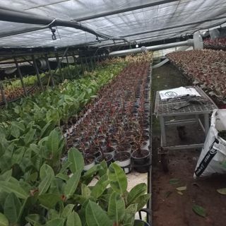 두릅나무15847님의 기타작물 · 영농일지 작성글 사진