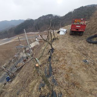 가로수님의 기타작물 · 영농일지 작성글 사진