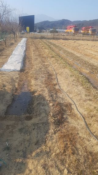 최춘득 청대산 님의 양파 · 영농일지 작성글 사진