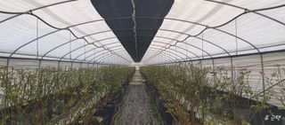 류근택님의 블루베리 · 영농일지 작성글 사진