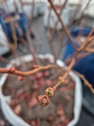 박영희님의 블루베리 · 영농일지 작성글 사진