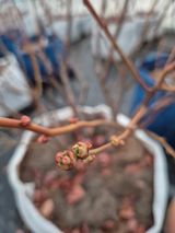 팜모닝 블루베리·영농일지 게시글 이미지