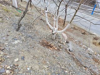 김용대님의 기타작물 · 영농일지 작성글 사진