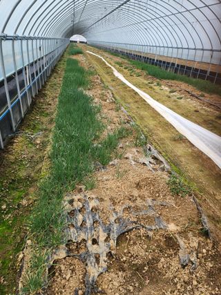 김저팔계님의 파 · 영농일지 작성글 사진