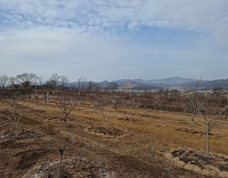 철남 김희곤님의 복숭아 · 영농일지 작성글 사진