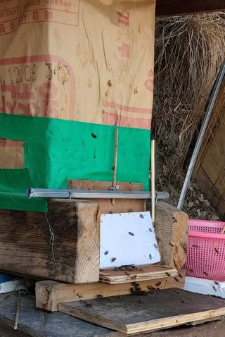 가로수님의 기타작물 · 영농일지 작성글 사진