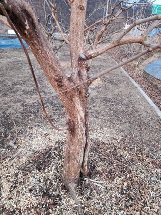 대운농원님의 기타작물 · 영농일지 작성글 사진