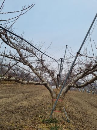 논산푸른팜님의 복숭아 · 영농일지 작성글 사진