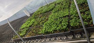 두릅나무15847님의 기타작물 · 영농일지 작성글 사진