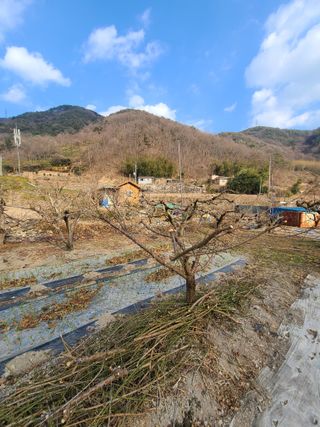 박춘성님의 기타작물 · 영농일지 작성글 사진