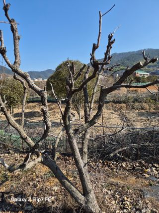 덕포킴님의 감 · 영농일지 작성글 사진