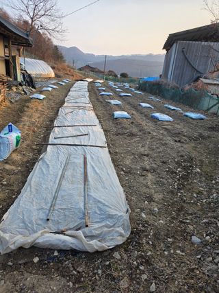 신호진님의 고추 · 영농일지 작성글 사진