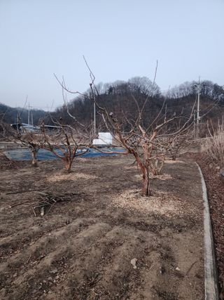 대운농원님의 기타작물 · 영농일지 작성글 사진