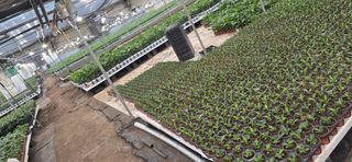 두릅나무15847님의 기타작물 · 영농일지 작성글 사진