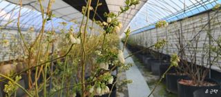 류근택님의 블루베리 · 영농일지 작성글 사진