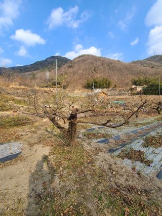 박춘성님의 감 · 영농일지 작성글 사진
