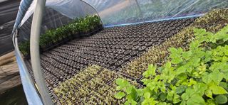 두릅나무15847님의 기타작물 · 영농일지 작성글 사진