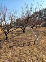 팜모닝 사과·영농일지 게시글 이미지