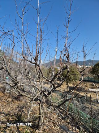 덕포킴님의 감 · 영농일지 작성글 사진