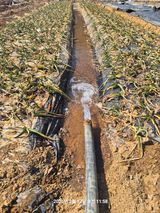 팜모닝 마늘·영농일지 게시글 이미지