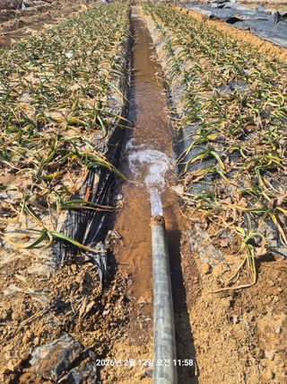 정택님의 마늘 · 영농일지 작성글 사진