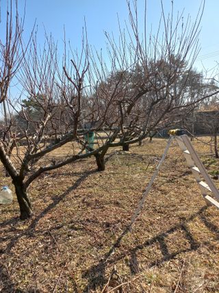 심무재 님의 사과 · 영농일지 작성글 사진
